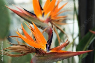 Papier peint  Strelitzia, bird of paradise flowe, orange flower - ストレチア オレンジ色の花