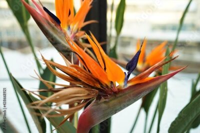 Papier peint  Strelitzia, bird of paradise flowe, orange flower - ストレチア オレンジ色の花
