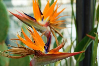Papier peint  Strelitzia, bird of paradise flower, orange flower - ストレチア オレンジ色の花