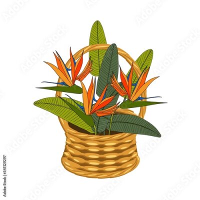 Papier peint  Strelitzia bouqet in basket wicker with a vine. щкфтпу flowers art design elements object isolated stock vector illustration for web, for print