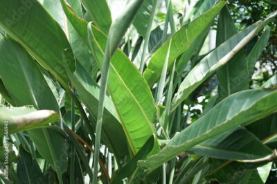 Papier peint  Strelitzia, Green leaves - ストレリチア ユンケア 葉