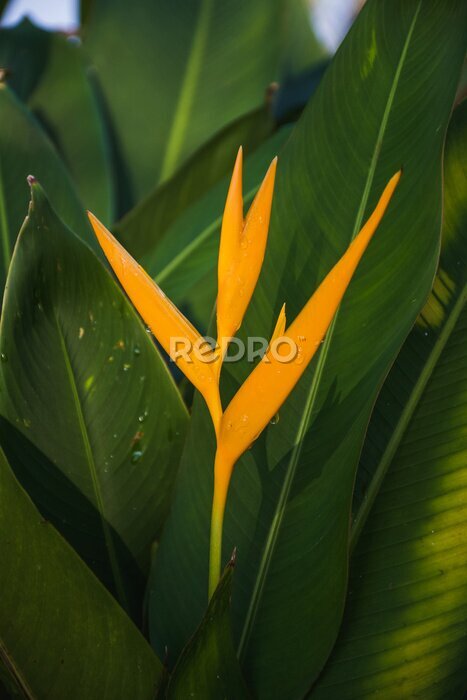 Papier peint  Strelitzia reginae Ave del Paraíso flor tropical de color naranja y amarillo