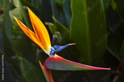 Papier peint  Strelitzia reginae - fleur d'oiseau de paradis aussi appelée «fleur de grue», Tenerife, îles Canaries.