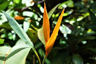 Papier peint  Yellow flower of Strelitzia, Green - ストレリチア ユンケア 黄色い花
