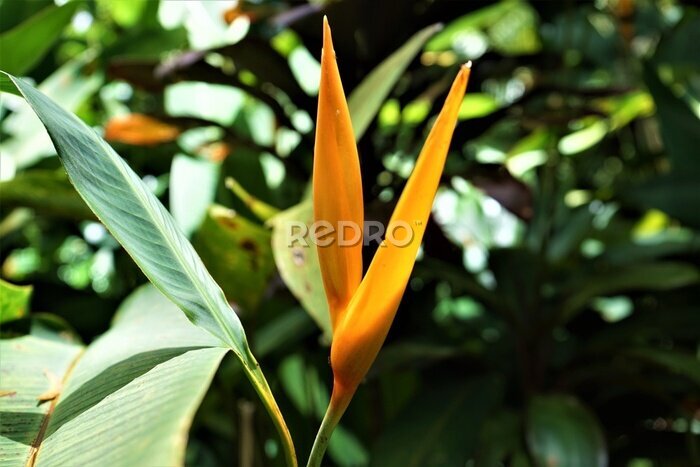 Papier peint  Yellow flower of Strelitzia, Green - ストレリチア ユンケア 黄色い花