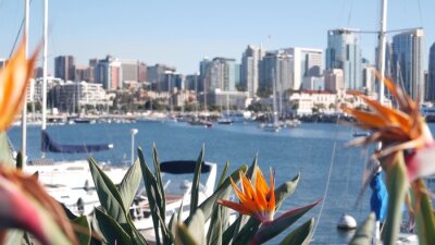 Papier peint  Yachts in marina and downtown city skyline, San Diego cityscape, California coast, USA. Highrise skyscrapers by bay, waterfront harborside promenade. Urban architecture by harbor. Strelitzia flowers.