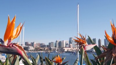 Papier peint  Yachts in marina and downtown city skyline, San Diego cityscape, California coast, USA. Highrise skyscrapers by bay, waterfront harborside promenade. Urban architecture by harbor. Strelitzia flowers.