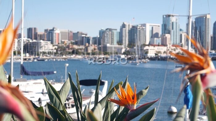 Papier peint  Yachts in marina and downtown city skyline, San Diego cityscape, California coast, USA. Highrise skyscrapers by bay, waterfront harborside promenade. Urban architecture by harbor. Strelitzia flowers.