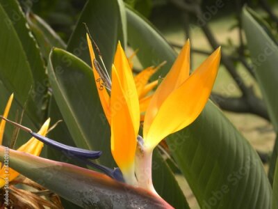 Papier peint  Yellow and orange color Bird of paradise flower or Strelitzia flower