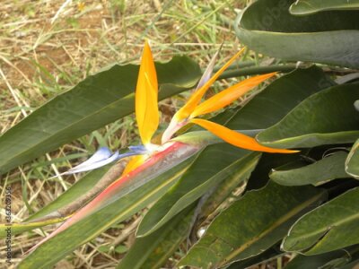 Papier peint  Yellow and orange color Bird of paradise flower or Strelitzia flower