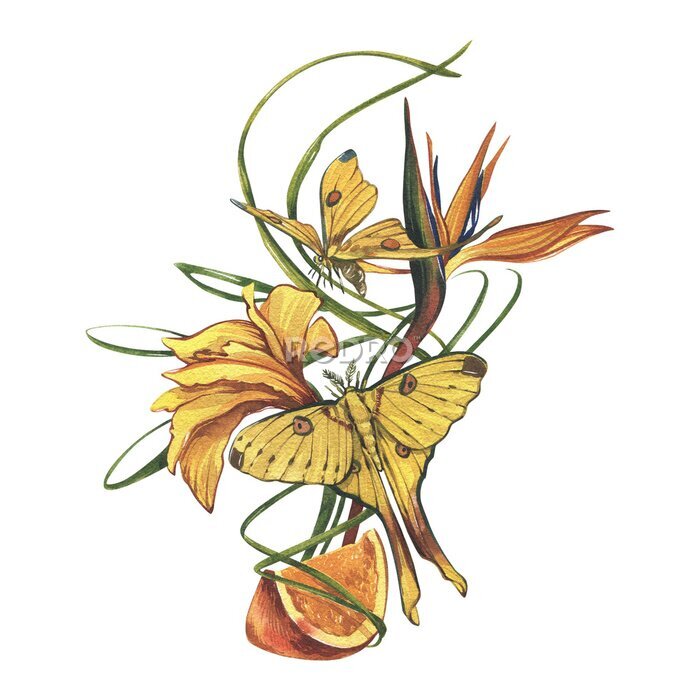 Papier peint  Yellow butterfly, orange slice, strelitzia isolated on white background. Watercolor hand drawn illustration for design