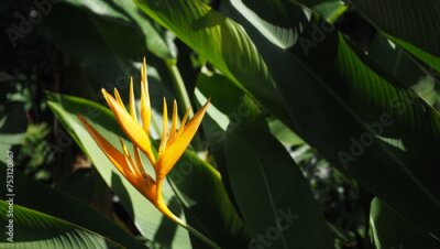 Papier peint  Yellow orange Strelitzia (bird of paradise) flower on the left, with a dark bokeh background with green leaves