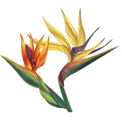 Papier peint  Yellow orange strelitzia flower, bird of paradise. Botanical illustration. Jungle, tropical, exotic, foliage. Hand-drawn watercolor illustration isolated on white background. For design card, poster.