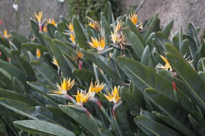 Papier peint  yellow strelitzia flower at madeira island 