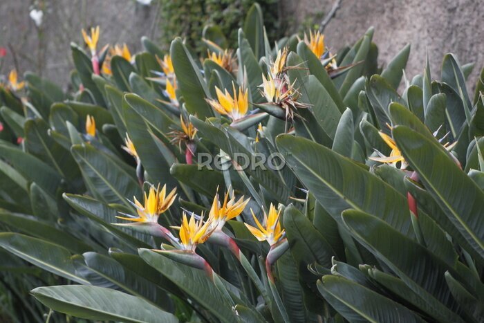 Papier peint  yellow strelitzia flower at madeira island 