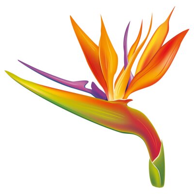 Papier peint  Yellow Strelitzia  flower  Bird of paradise