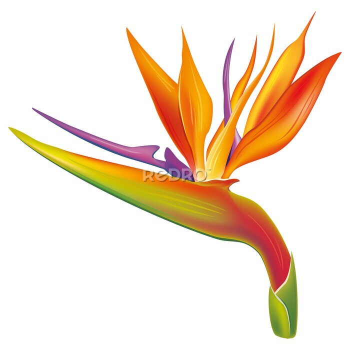 Papier peint  Yellow Strelitzia  flower  Bird of paradise