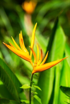 Papier peint  Yellow strelitzia in the tropical jungle on Bohol island, Philippines