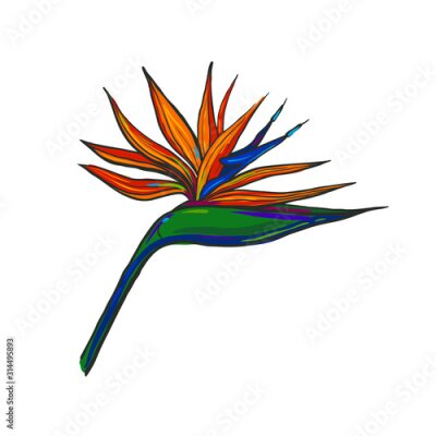 Papier peint  Yellow strelitzia isolated on white. Vector illustration of orange tropical flower isolated on white. 