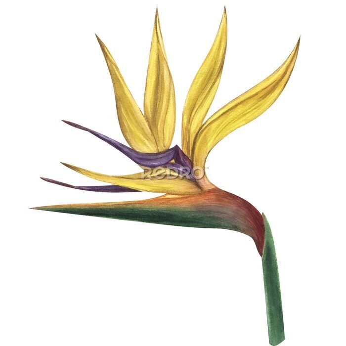 Papier peint  Yellow violet strelitzia flower, bird of paradise. Botanical illustration. Jungle, tropical, exotic, foliage. Hand-drawn watercolor illustration isolated on white background. For design card, poster