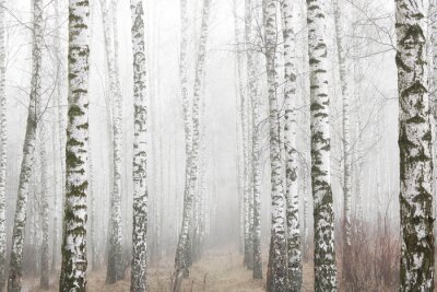 Papier peint  Young birches with black and white birch bark in spring in birch grove against background of other birches in foggy weather 