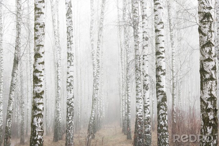 Papier peint  Young birches with black and white birch bark in spring in birch grove against background of other birches in foggy weather 