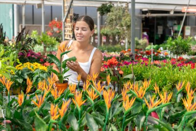 Papier peint  Young woman buyer chooses strelitzia in pot in flower shop
