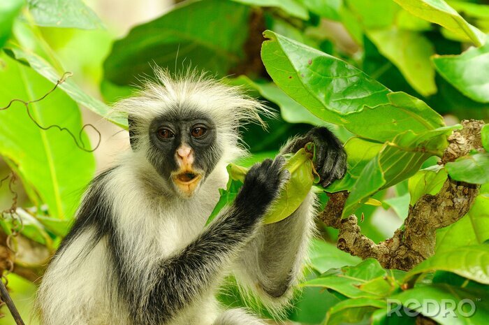 Papier peint  Zanzibar Red Colobus Procolobus kirkii