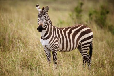 Zebra debout dans l'herbe