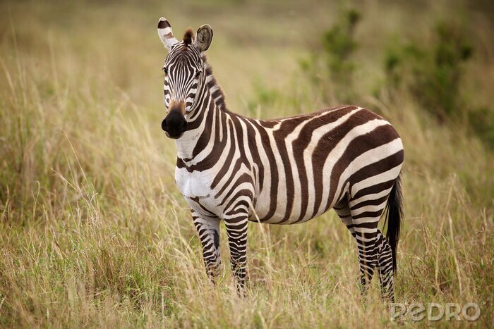 Papier peint  Zebra debout dans l'herbe