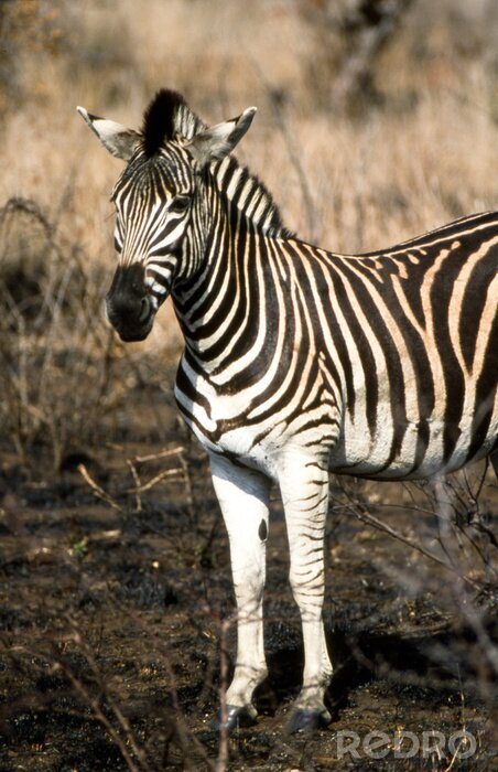 Papier peint  Zebra (Equus burchellii) del Parco Nazionale del Kruger en Afrique du Sud