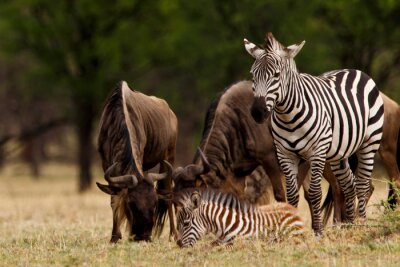 Zebra et gnous
