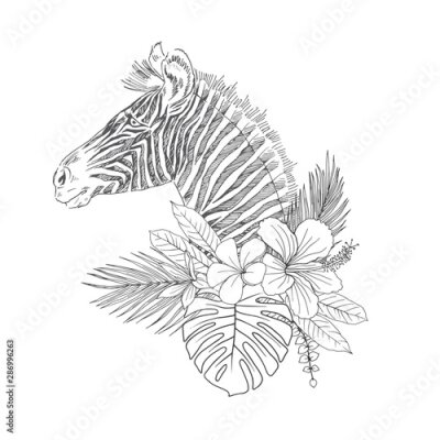 Papier peint  Zebra with tropical flowers hand drawn sketch. Striped African animal in palm, monstera leaves vector illustration. Blooming Hibiscus, Frangipani, Strelitzia. Exotic flora, fauna coloring book