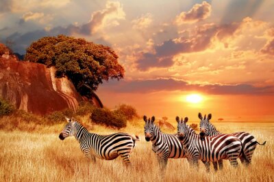 Papier peint  Zèbres africains coucher de soleil