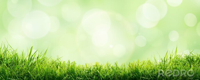 Poster  A fresh spring sunny garden background of green grass and blurred foliage bokeh.