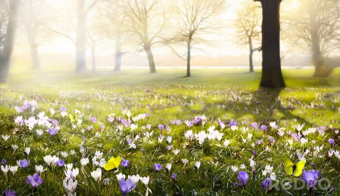 Poster  abstraite ensoleillée belle Spring background