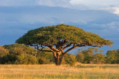 Acacia africaine dans le parc national du Zimbabwe