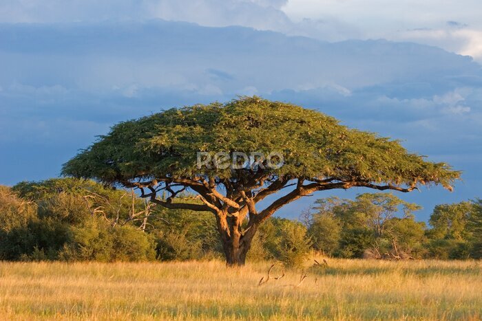 Poster  Acacia africaine dans le parc national du Zimbabwe