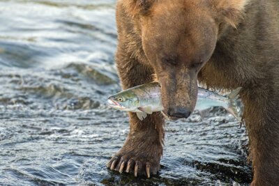 Adult coastal brown bear walks away from the waterfalls with a freshly caught salmon fish in its mouth.