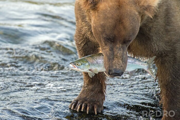 Poster  Adult coastal brown bear walks away from the waterfalls with a freshly caught salmon fish in its mouth.