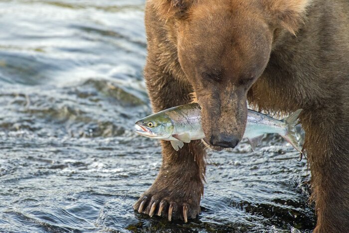Poster  Adult coastal brown bear walks away from the waterfalls with a freshly caught salmon fish in its mouth.