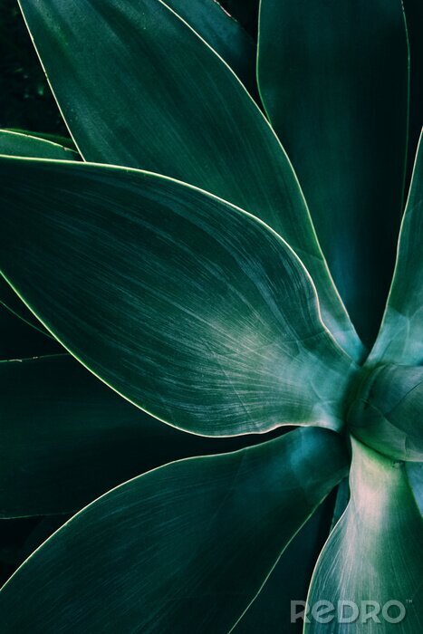 Poster  Agave leaves close up shot in low key. Dark background texture