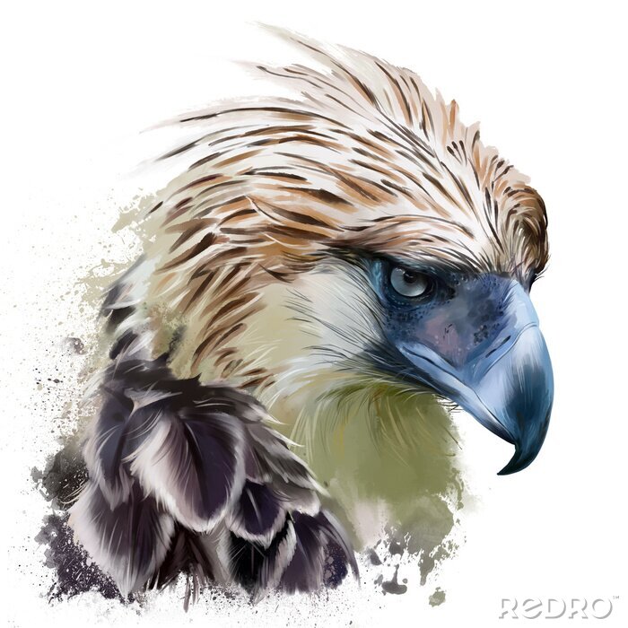 Poster  Aigle aquarelle