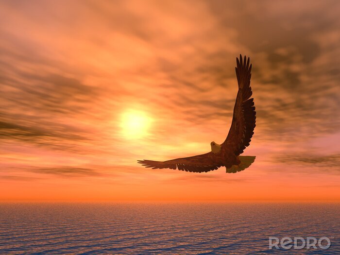 Poster  Aigle au coucher du soleil