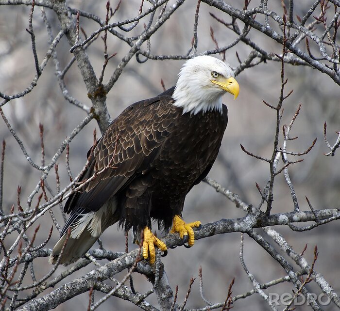 Poster  Aigle sur une branche