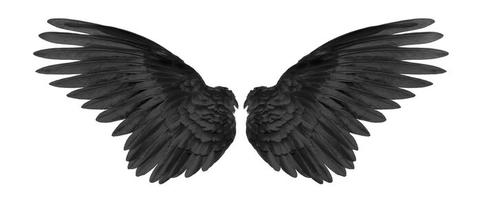 Poster  Ailes noires sur fond blanc