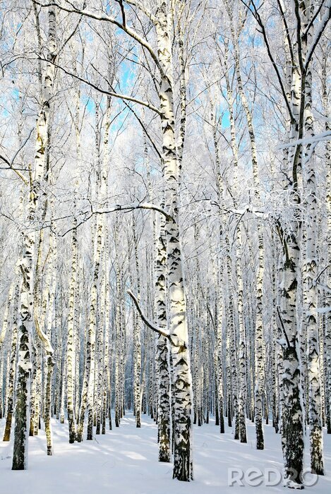 Poster  Allée de bouleaux en hiver