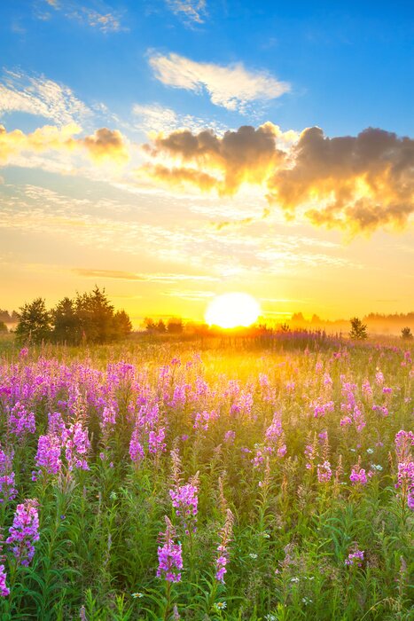 Poster  Amazing rural landscape with sunrise  and  blossoming meadow