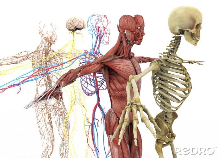 Poster  anatomie
