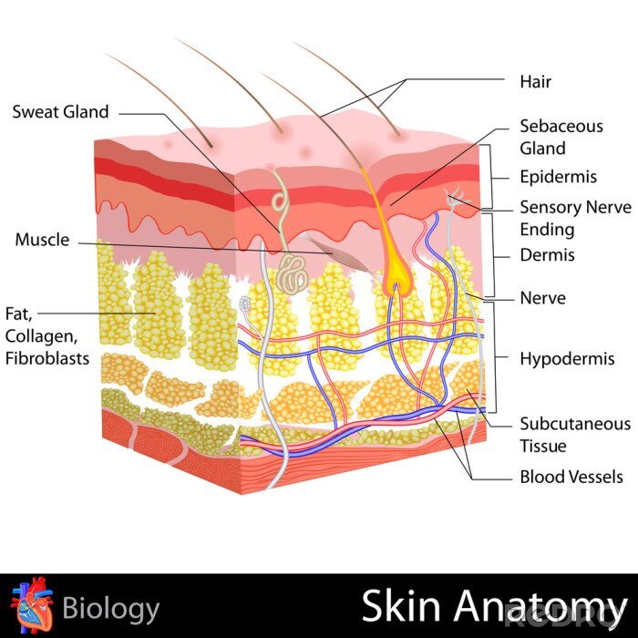 Poster  Anatomie de la peau